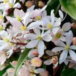 How to prune winter-flowering clematis?