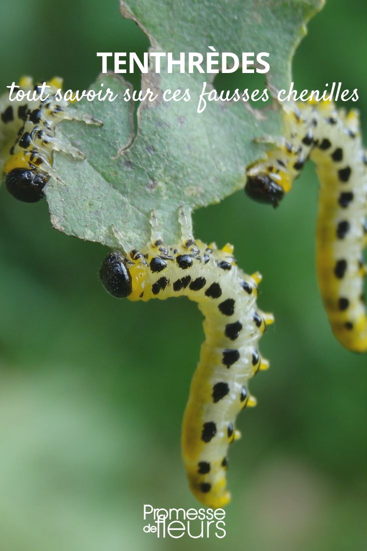 Sawflies: all you need to know about these fake caterpillars Sawfly
