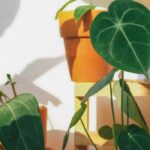 Our care tips for Alocasia through the seasons
