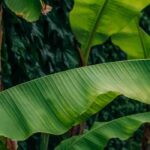 Banana plant: 10 questions and answers