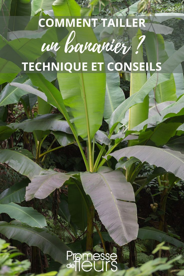 How to prune a banana tree?