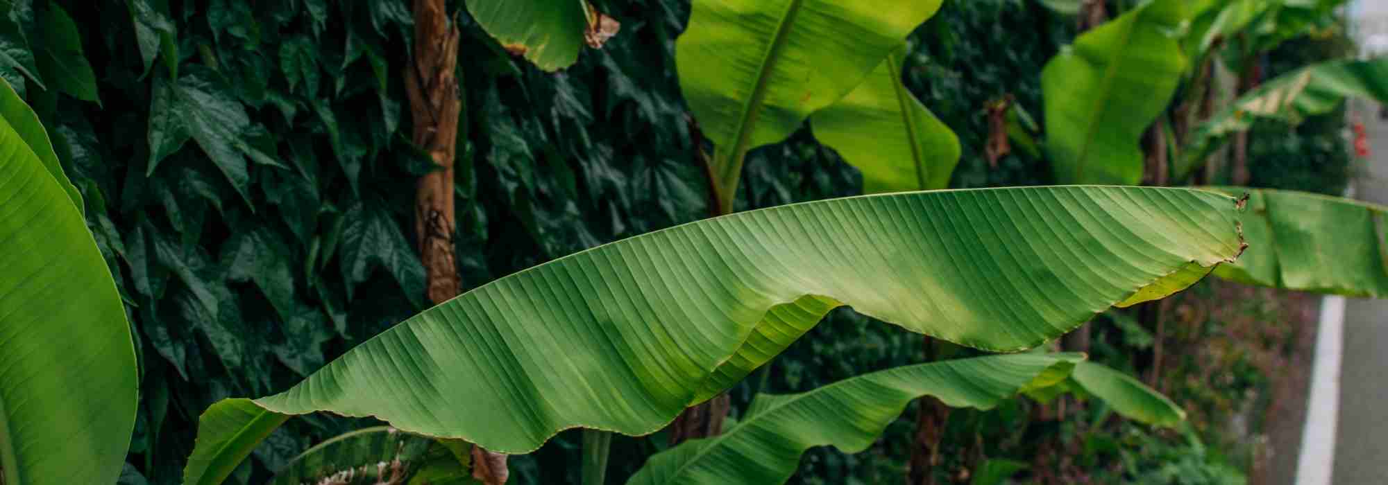 Banana plant: 10 questions and answers