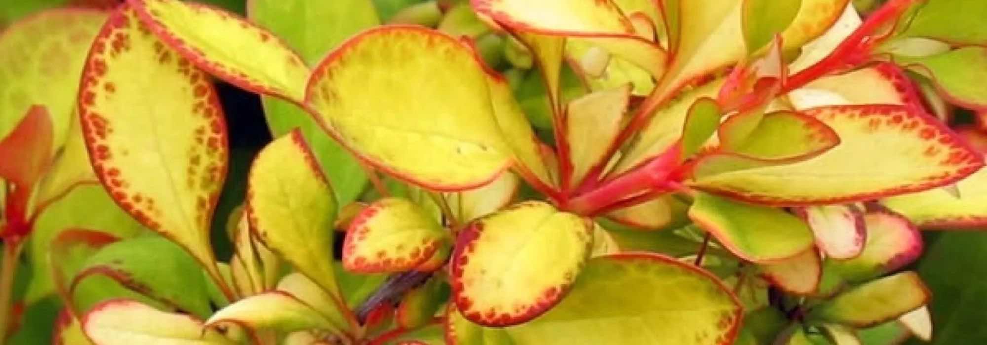 Our selection of Berberis with golden foliage: brighten up your garden or patio