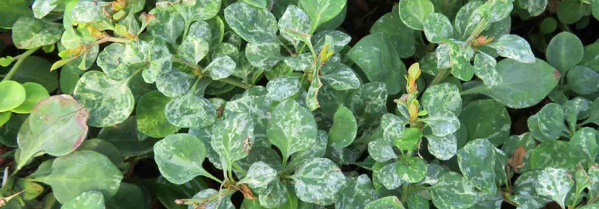 Berberis with variegated foliage: to brighten the garden