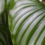 Calathea: All our tips for successful care throughout the seasons