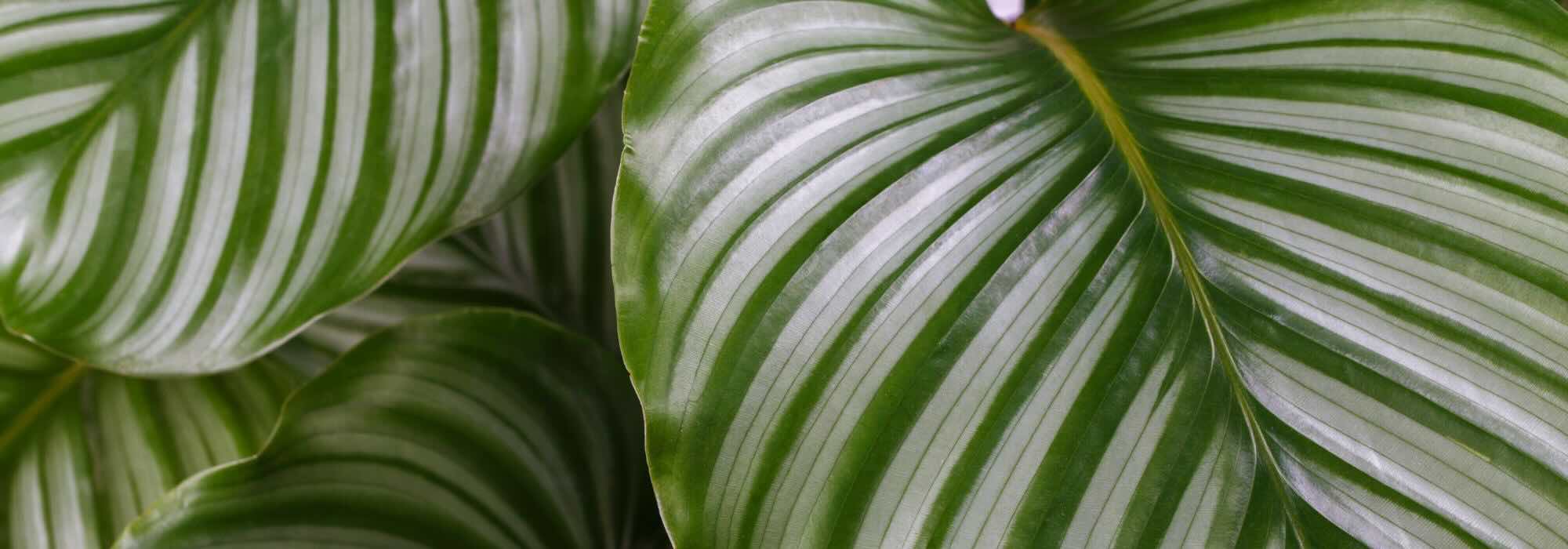 Calathea: All our tips for successful care throughout the seasons