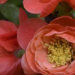 Japanese quince with orange flowers: for a vibrant garden in late winter