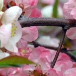 Japanese quinces with pink flowers: the garden's spring awakening