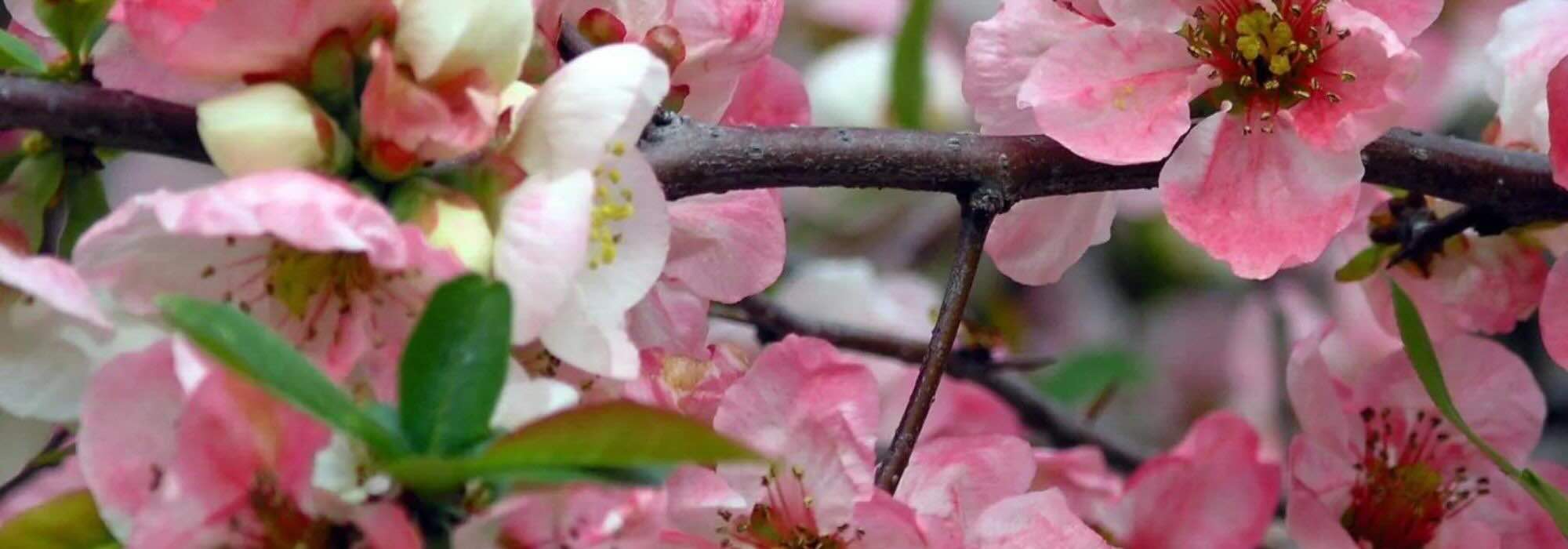 Japanese quinces with pink flowers: the garden's spring awakening