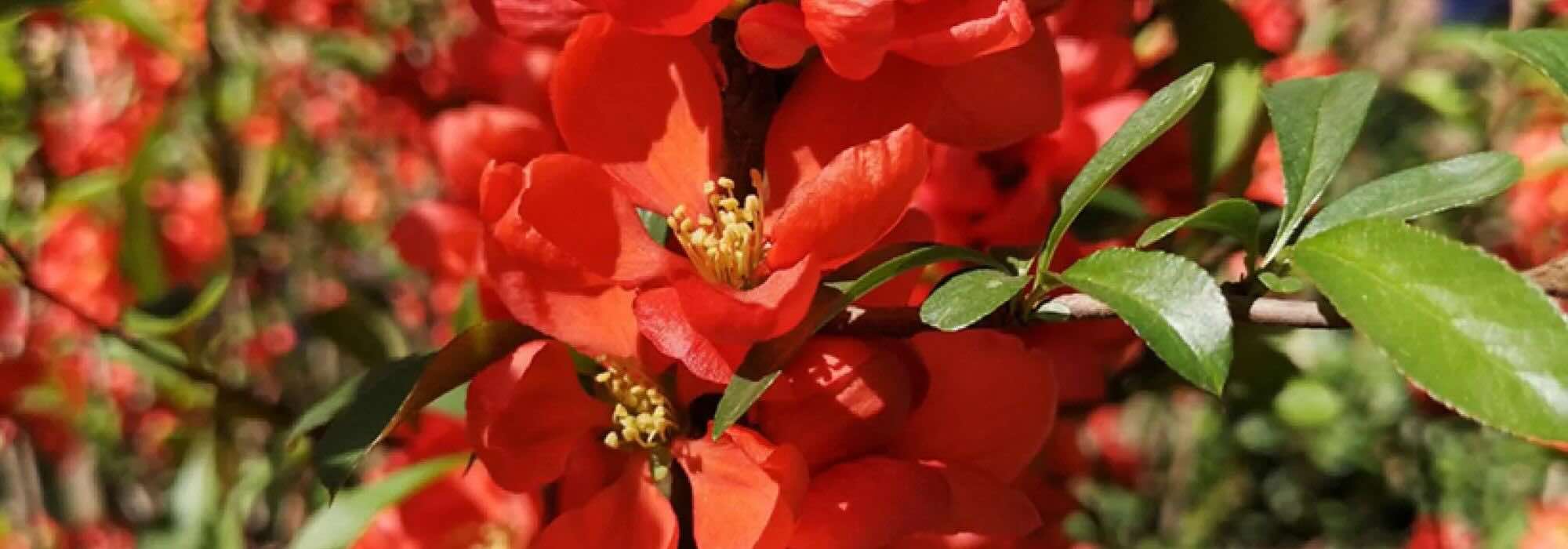 Japanese quince with red flowers: a splash of colour in the heart of winter