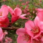 The 9 best varieties of Japanese quince to grow in pots
