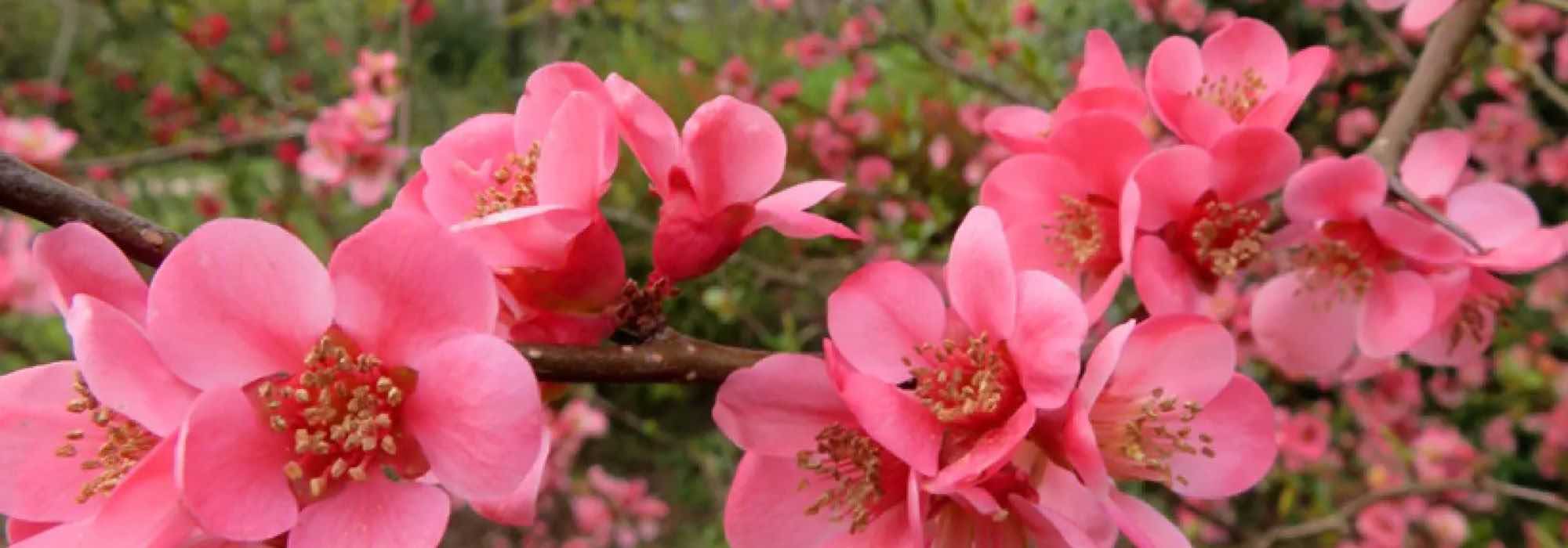 The 9 best varieties of Japanese quince to grow in pots.