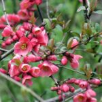 How to propagate Japanese quince?