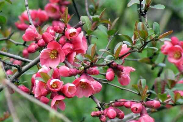How to propagate Japanese quince?