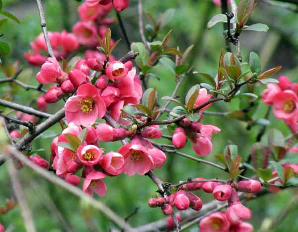 How to propagate Japanese quince?