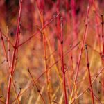 Propagation by cuttings on dry wood: when and how to do it?