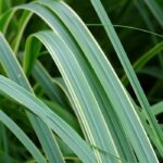 What are the best grasses for wet soils?
