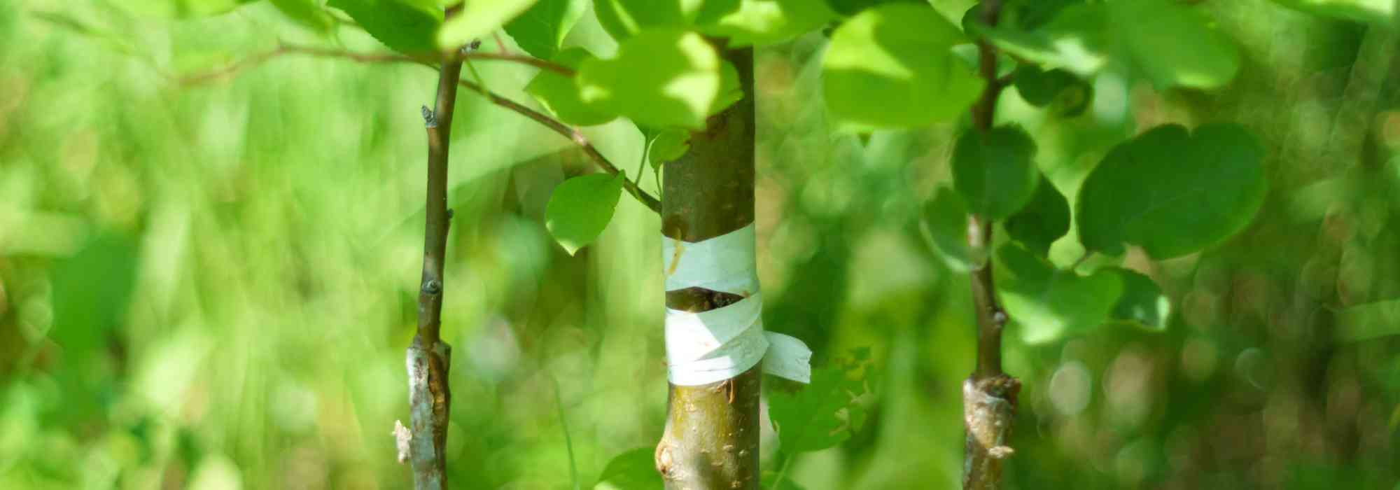 Shield graft with a dormant eye: why and how?