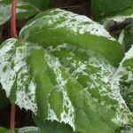 Choose variegated-leaved climbers to brighten up the garden