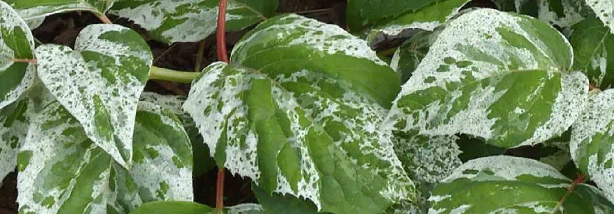 Choose variegated-leaved climbers to brighten up the garden