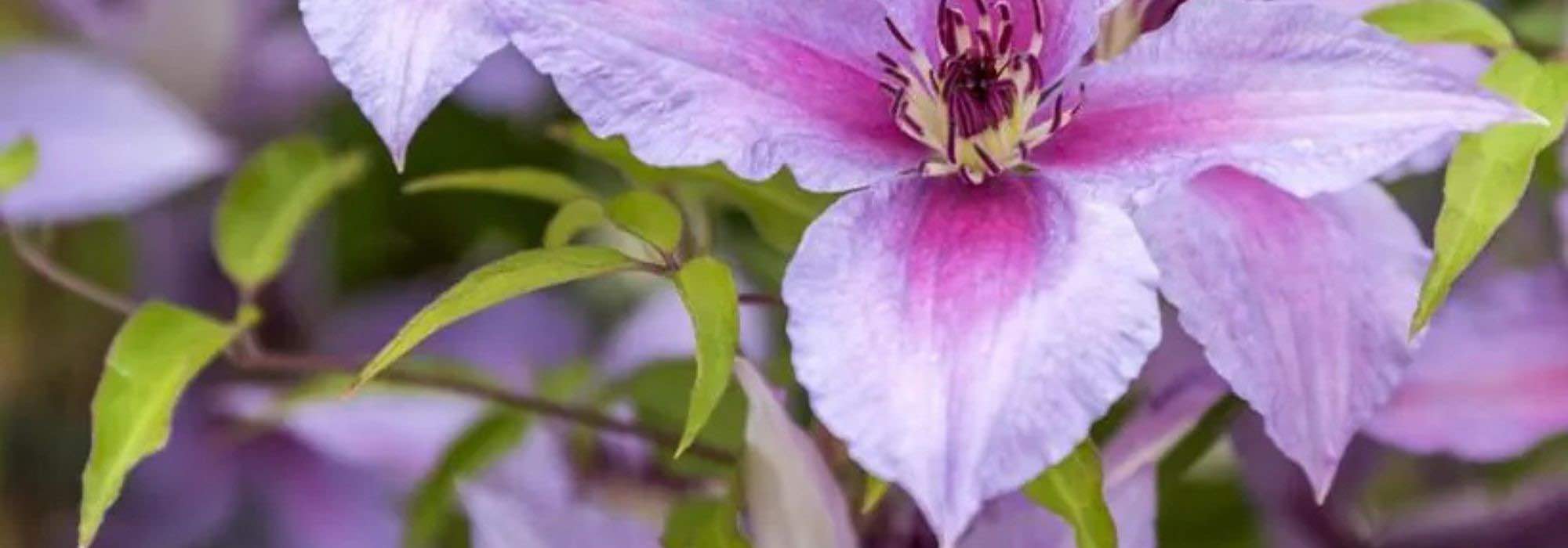 Growing purple-flowered climbing plants to brighten the garden
