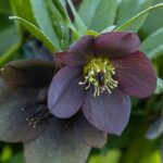 Original and fascinating: black-flowered perennials