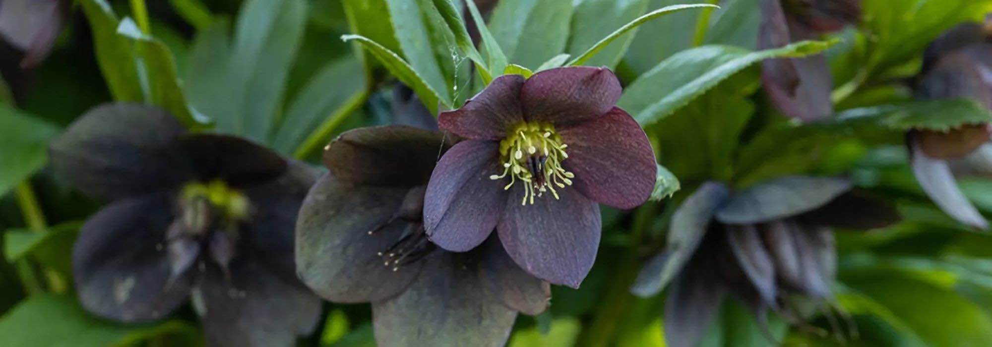 Original and fascinating: black-flowered perennials