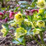 Awake your garden at the end of winter with late-flowering hellebores