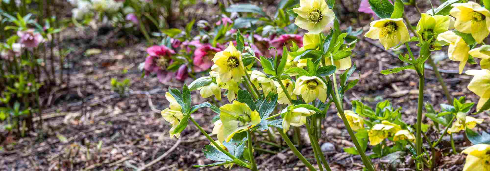 Bring your garden to life at the end of winter with late hellebores.