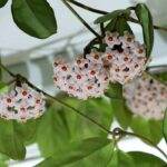 Hoya: all our tips for year-round care