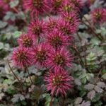 How to propagate <em>Acaena</em> or lampourde?