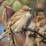 The house sparrow: a bane for gardeners?