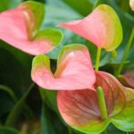 How to propagate an Anthurium easily?