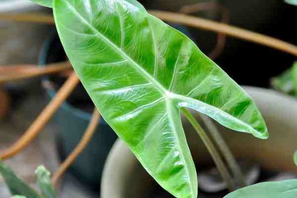 How to easily propagate your <i>Alocasia</i>?