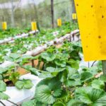 Chromatic traps: the solution for a pest-free garden?