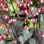 7 fast-growing perennials to plant in pots