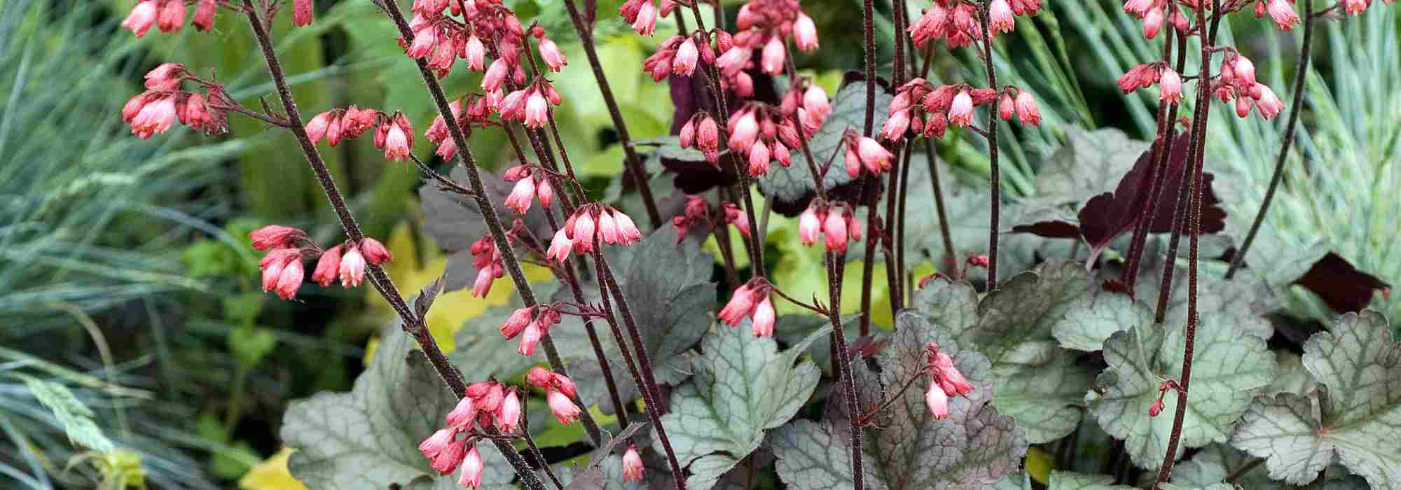 7 fast-growing perennials to plant in pots