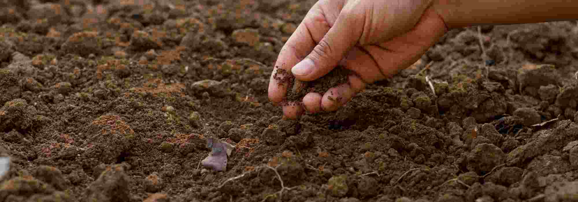 How to prepare soil to start your vegetable garden?