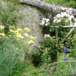 What to grow along a west-facing wall?