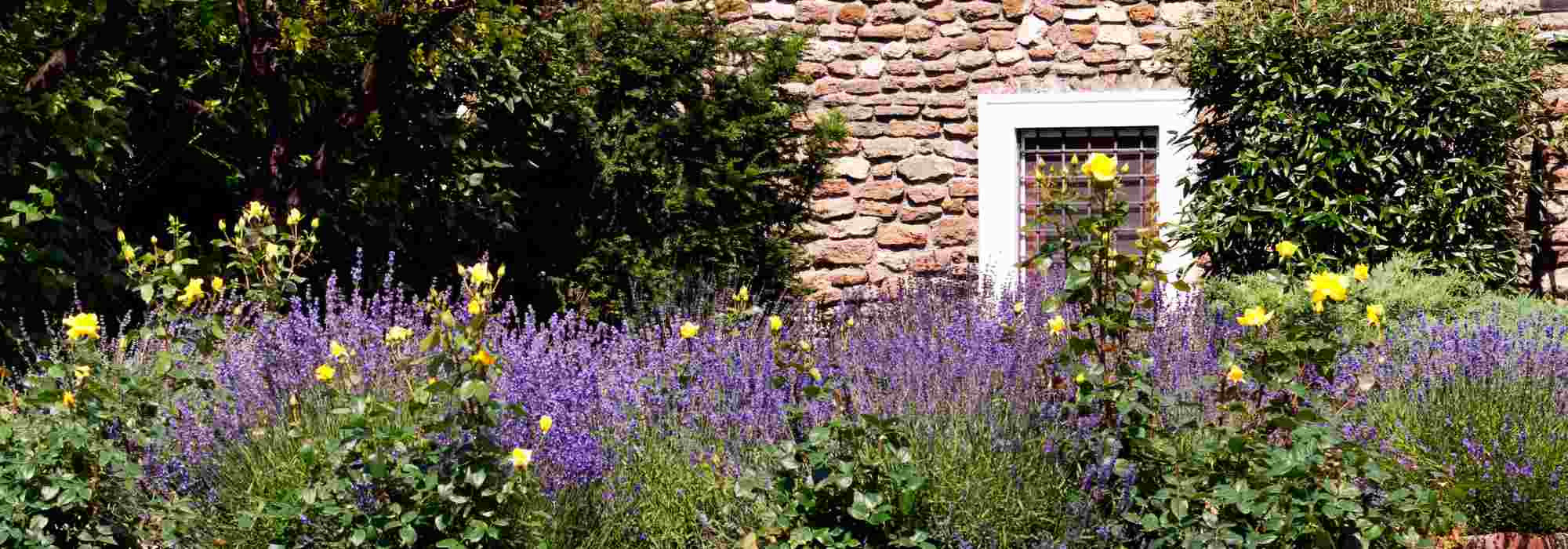 What to grow along a south-facing wall?