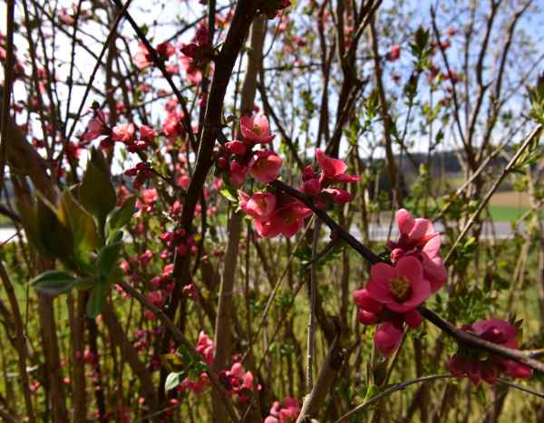 How to rejuvenate an old Japanese quince?