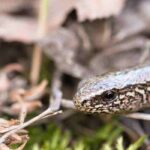 Reptiles in the garden: How to identify them? How to attract them?