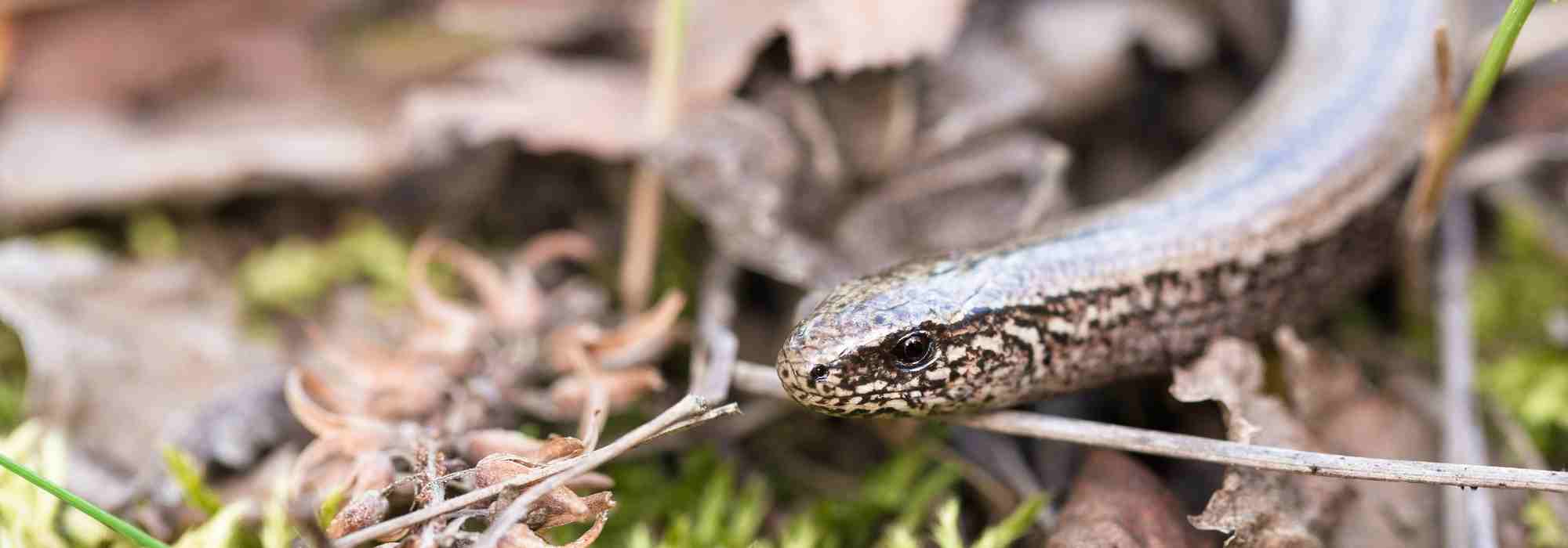 Reptiles in the garden: How to identify them? How to attract them?