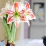 How to spectacularly fail at growing amaryllis?