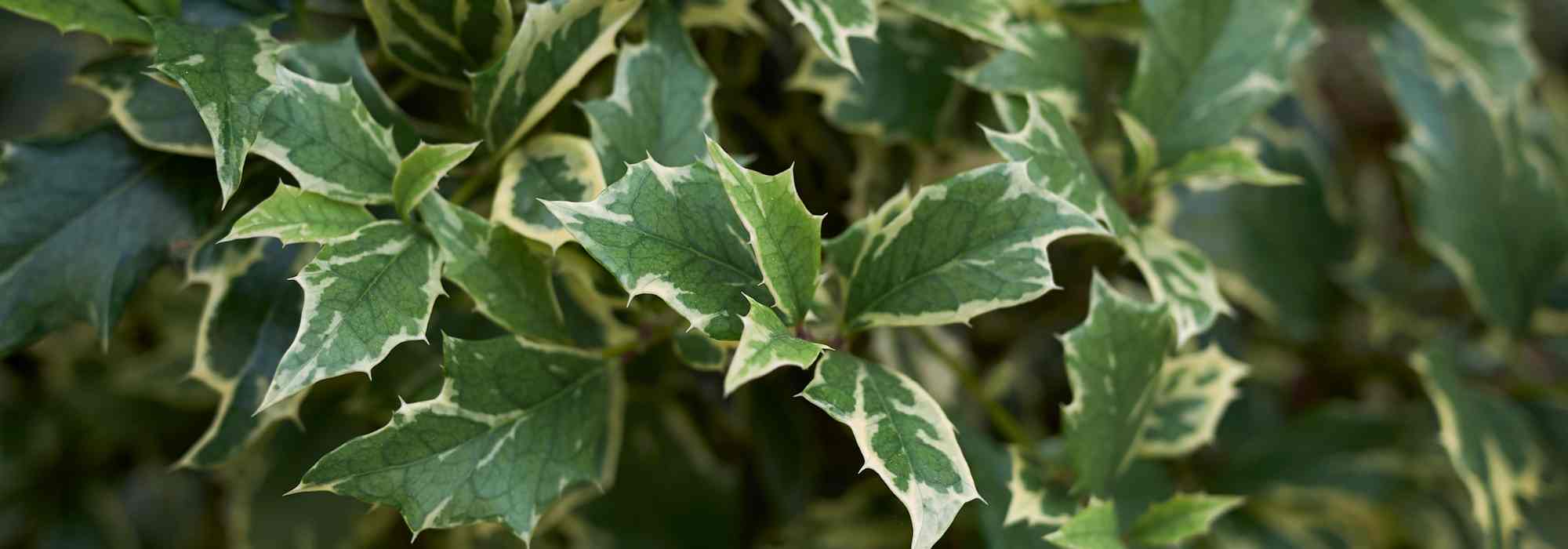 5 variegated holly varieties to brighten the garden