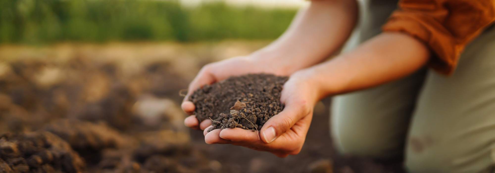 Growing a vegetable garden in loamy soil: our tips and tricks