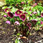 When and how to prune hellebores?