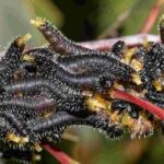 Sawflies: all you need to know about these false caterpillars