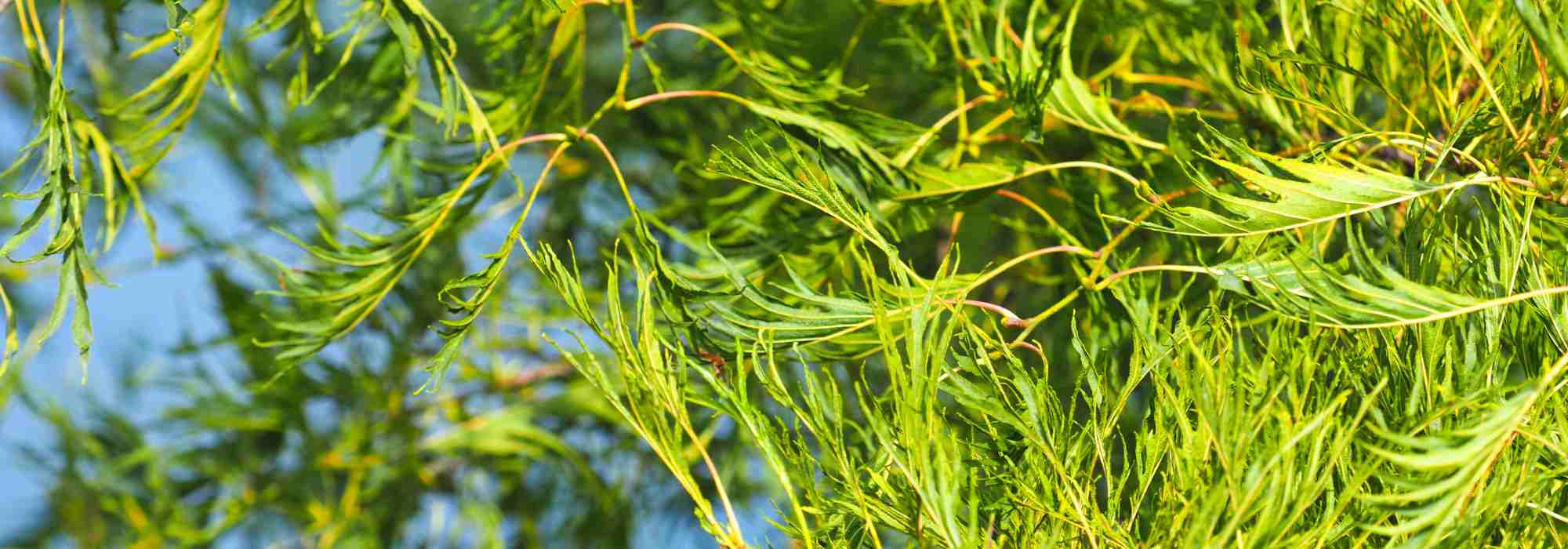 Alnus glutinosa 'Imperialis': a small tree with an elegant habit