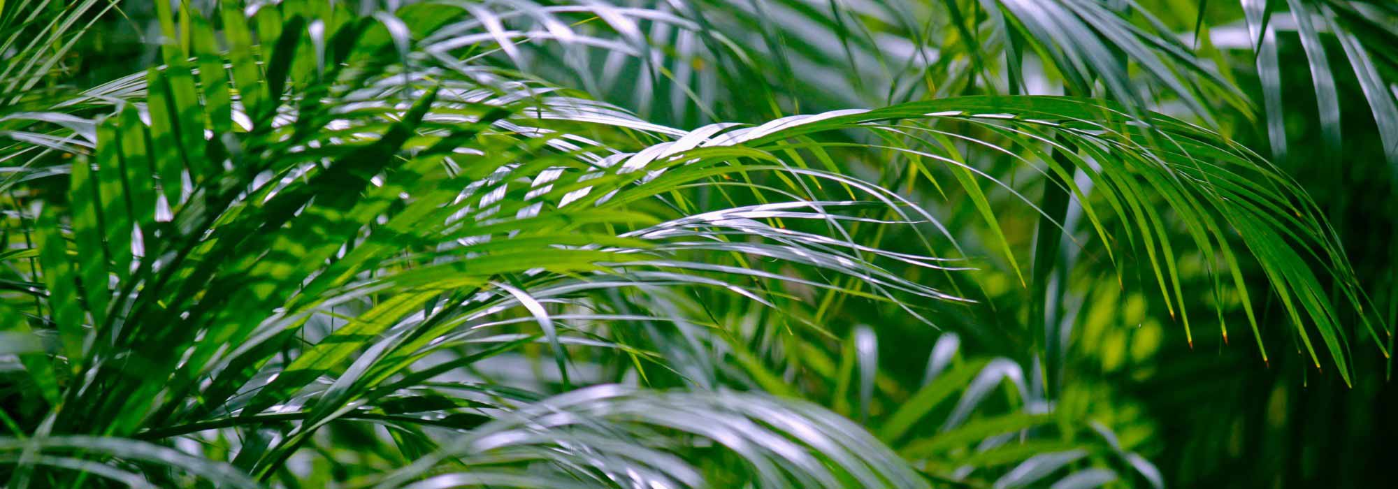 Areca: cultivation, planting and maintenance of this indoor palm